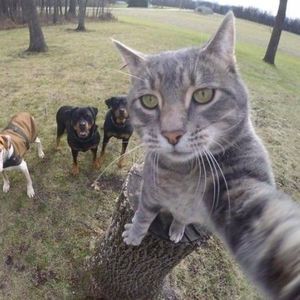 Meet your Posher, Dita